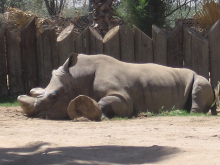Rhino