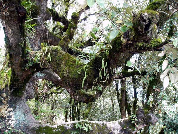 The Rainforest