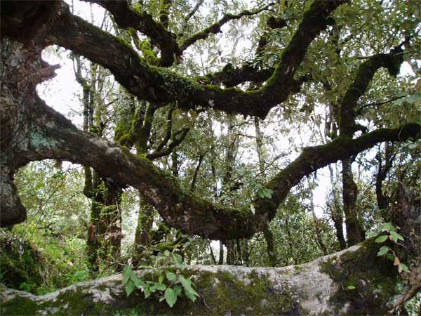The Rainforest 2