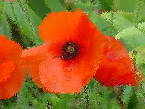 Monet's Garden