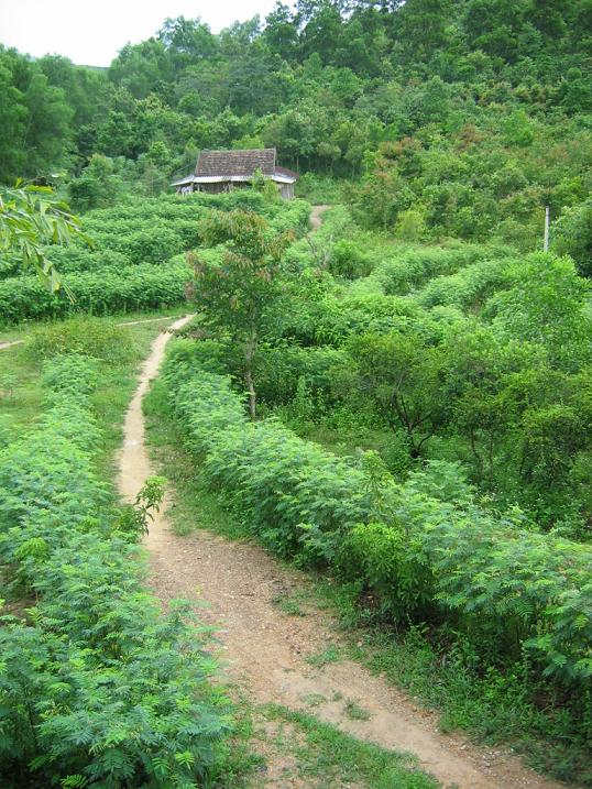 The road 3