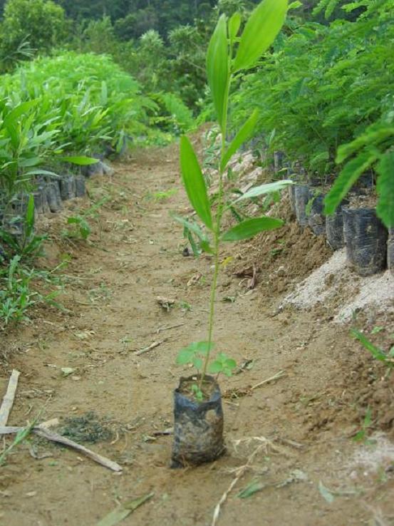 Seedling