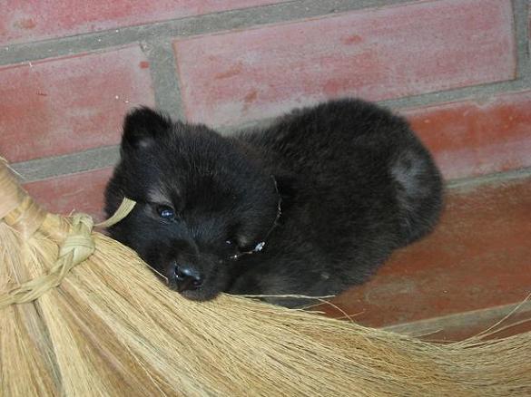 Puppy