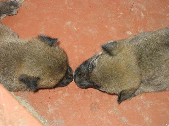 Innocent kiss