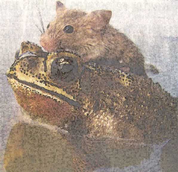 I'll save you my friend