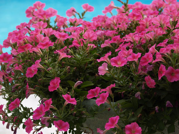 Magenta, Cyan