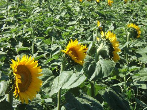 Sunflower Field