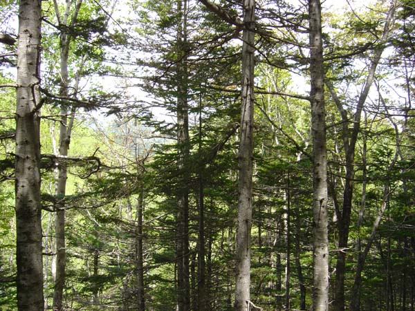 Deep Forest
