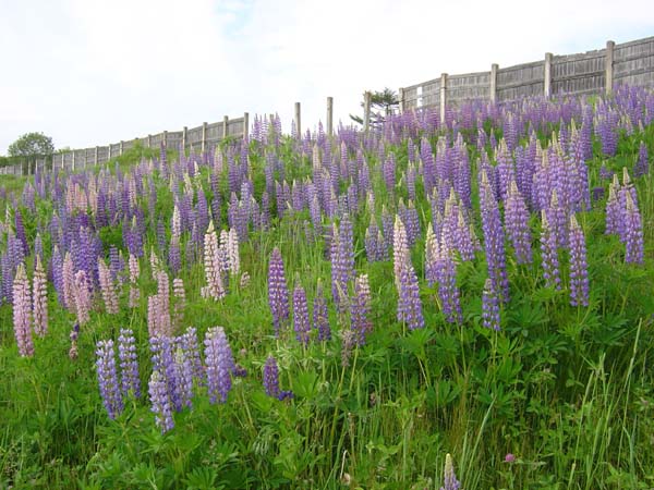 Lupin