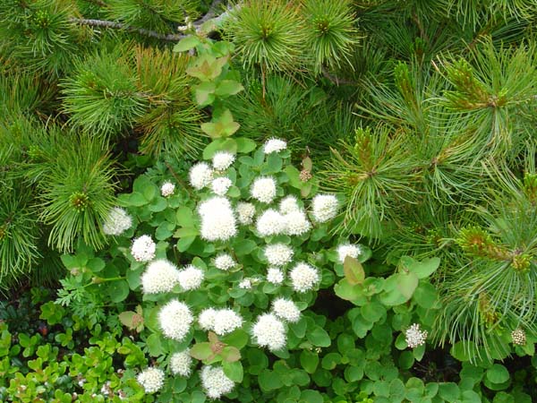 Forest Flowers