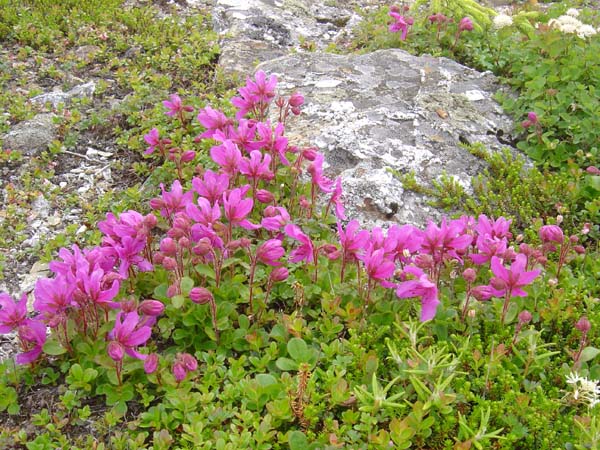 Rhodedendrons