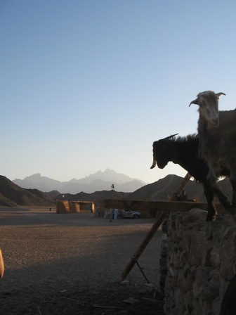 Mountain goats in a bedouin settlement