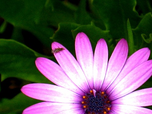 Flowers - Merry Purple Daisy - Sydney, Australia, January 2003