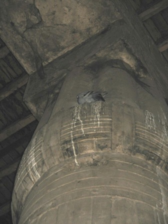 A pigeon sleeping inside one of Luxor temple's pillars