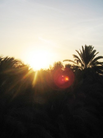 Sun rays penetrating through Palmtrees near Luxor