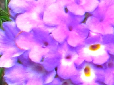 Flowers - Somethingations - Sydney, Australia, January 2003