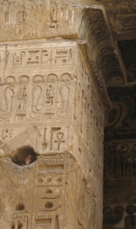 Doves in the Temple of Habu