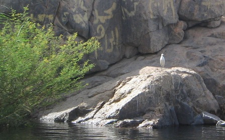 Abu Qerdan birds