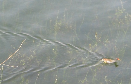 Duck swimming in the Nile
