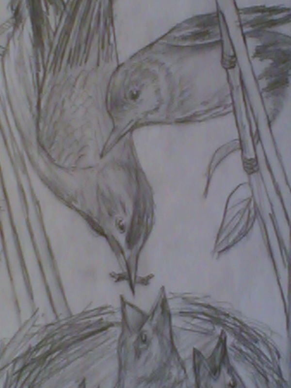 nature 1