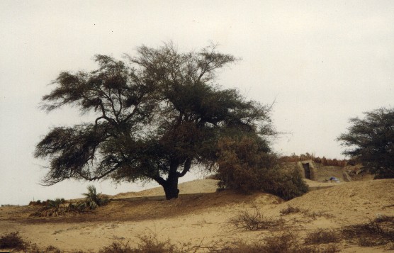 A "Sant" Tree