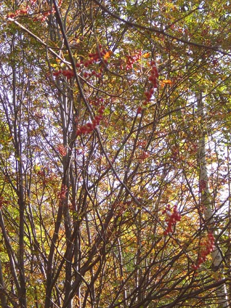Early Autumn in Sakhalin