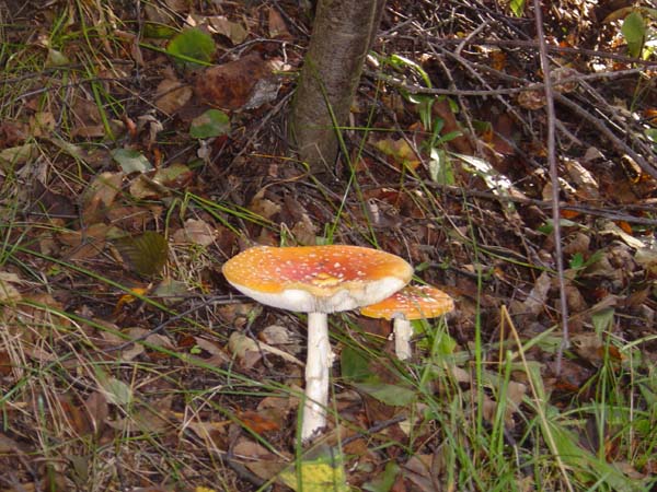 Mushrooms Anyone?