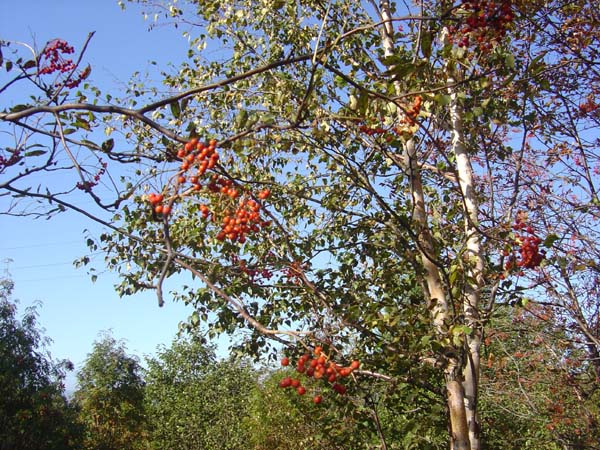 Autumn Berries