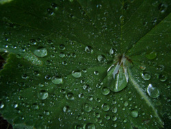 Une goutte d'eau