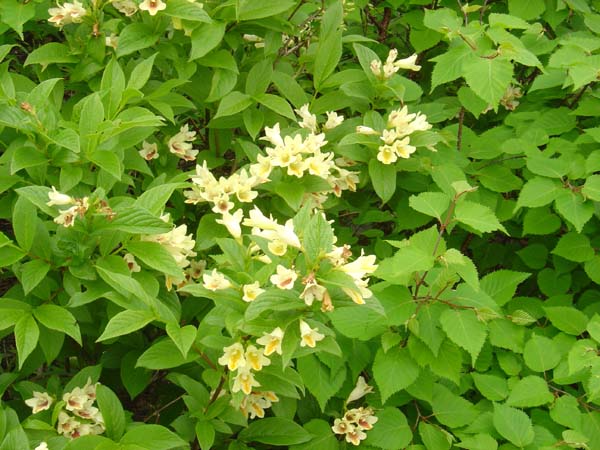 Mountain Flower