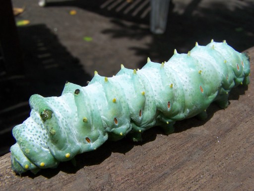 the caterpillar