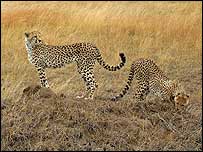CHEETA?