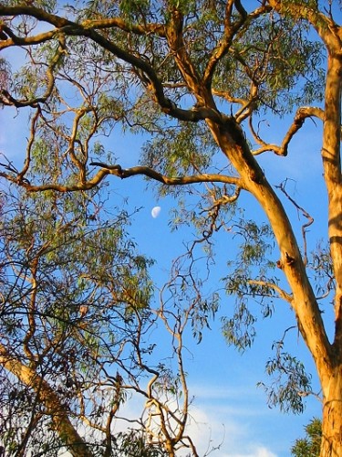 Moon Through Golden Tree - Melbourne, Australia, February 2003