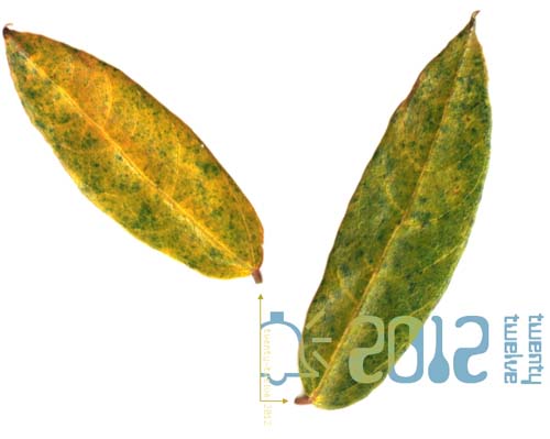Twenty-Twelve (Leaves)