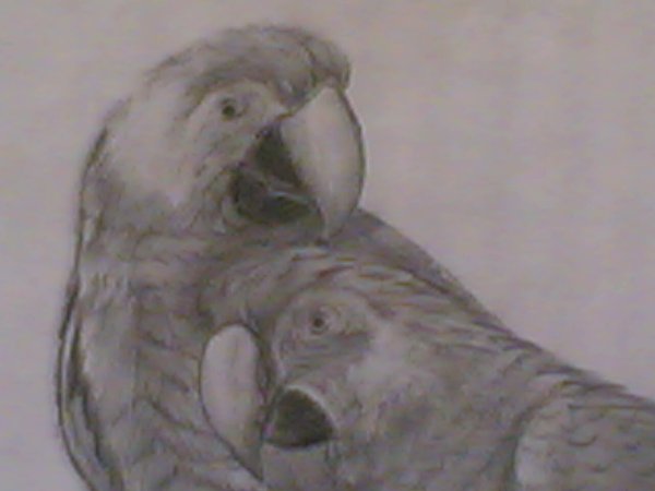beautiful birds