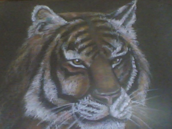 tiger 2