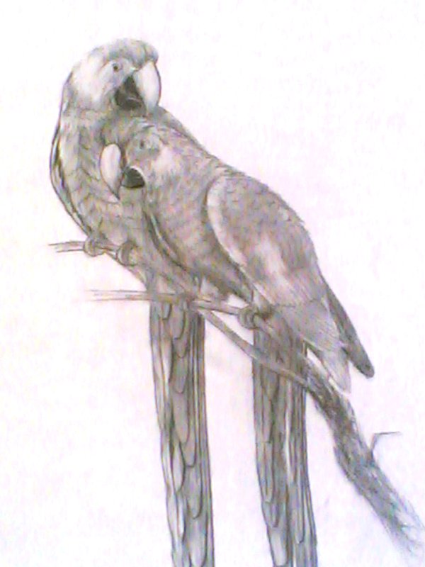 The love even the birds