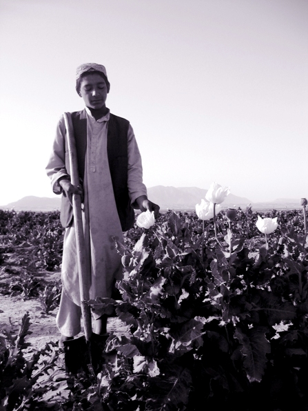 Farmer Boy with Poppies