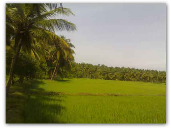 ~Keralagreenary~