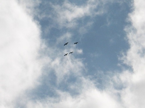 Pittwater Bay - Cloud Ibis - Sydney, Australia, March 2003