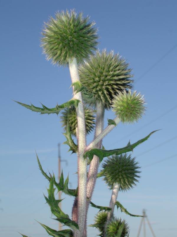 not beatiful, usual plant? For me it's perfect and amazing