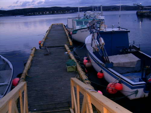 Newfoundland 4