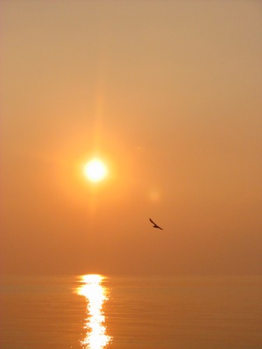 Lake Erie - Sunset and Bird 2 - Ontario, Canada July 2002