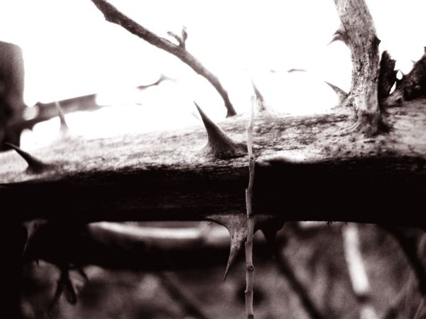 Thorn