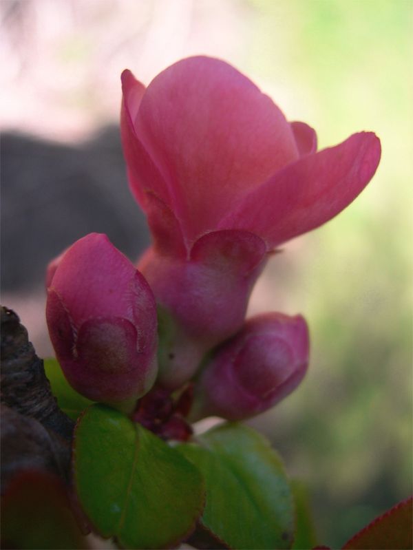 Budding