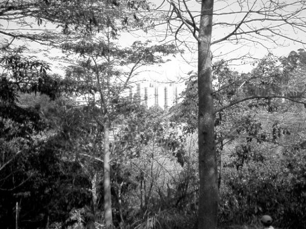 Trees