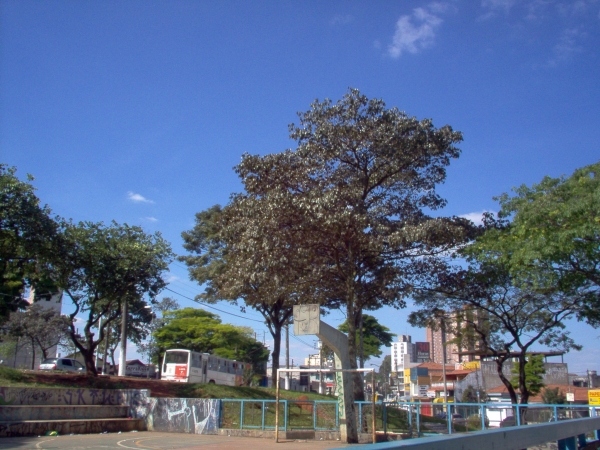 City Trees