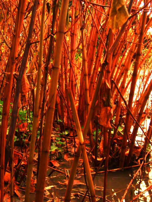 Flooding Bamboo