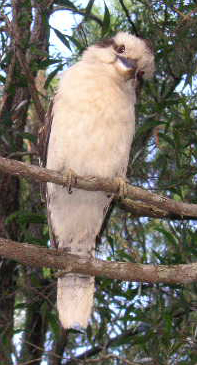 Who are you? --- Australia's Native Bird