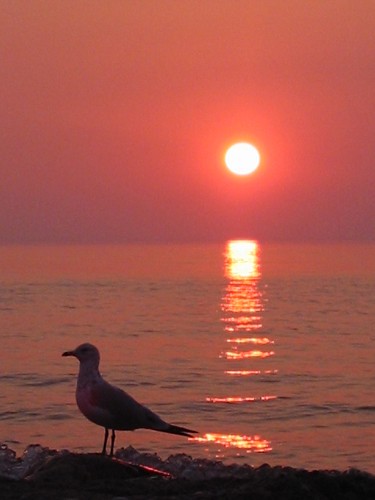 Lake Erie - Pink Sun on Gull - Ontario, Canada July 2002